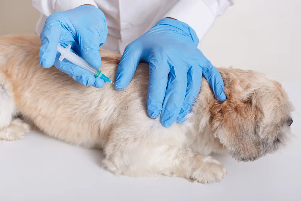 How Often Do Dogs Need Rabies Vaccine? 12 Essential Facts Every Dog Owner Should Know