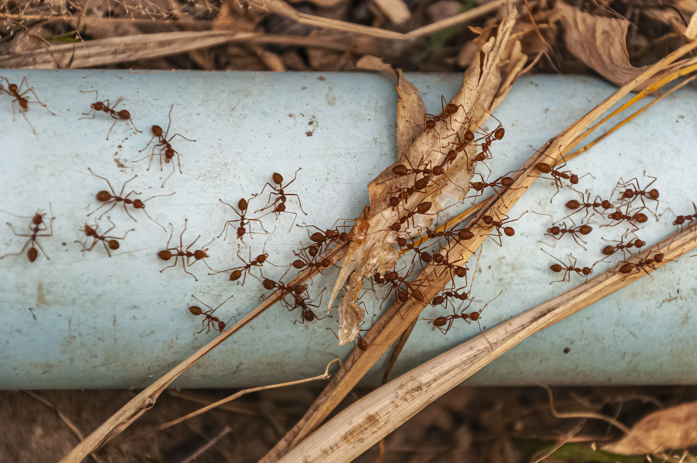 How to Get Rid of Ants